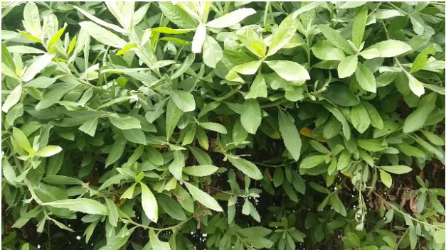 Cây cúc  tần (từ bi) phơi khô 1 ký