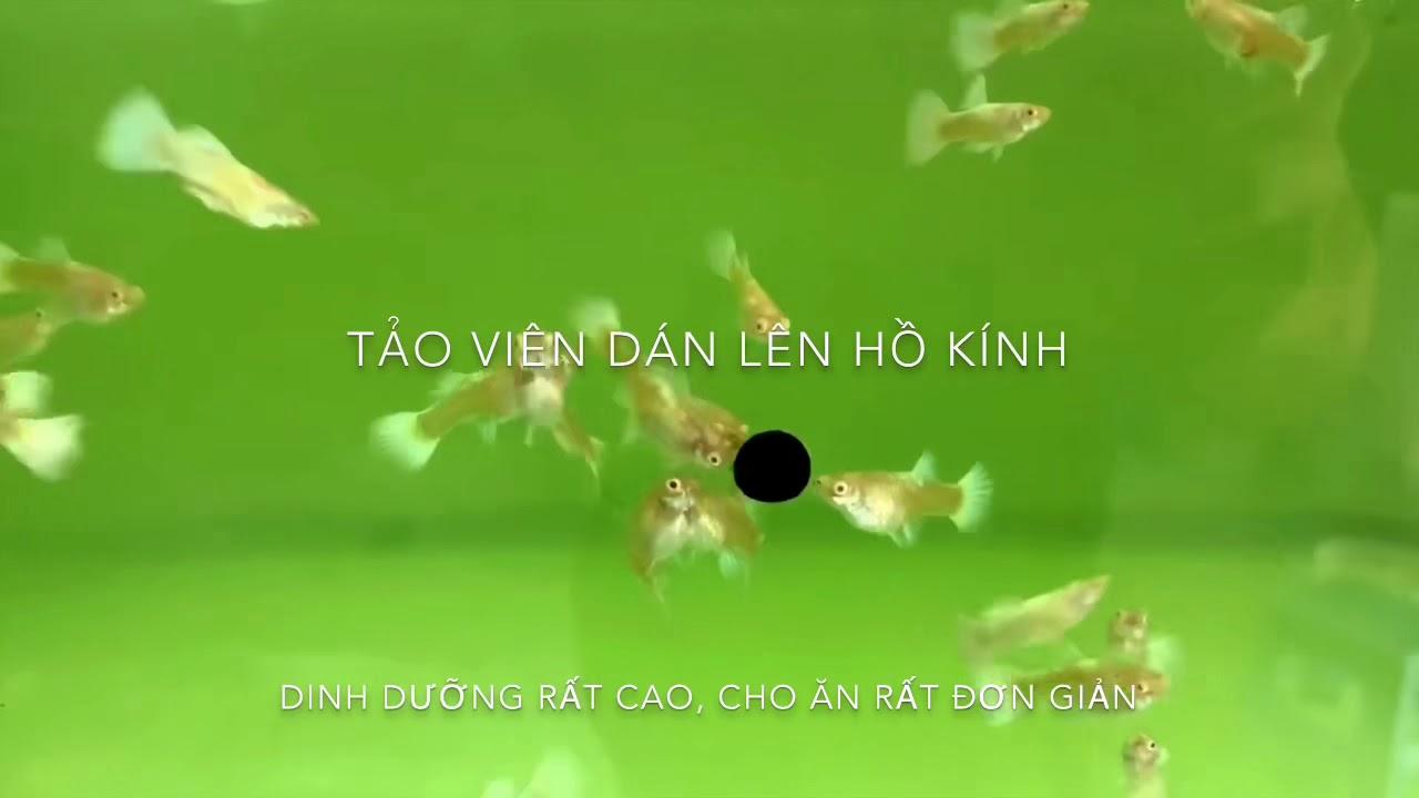Tảo viên cho cá cảnh (100 viên)