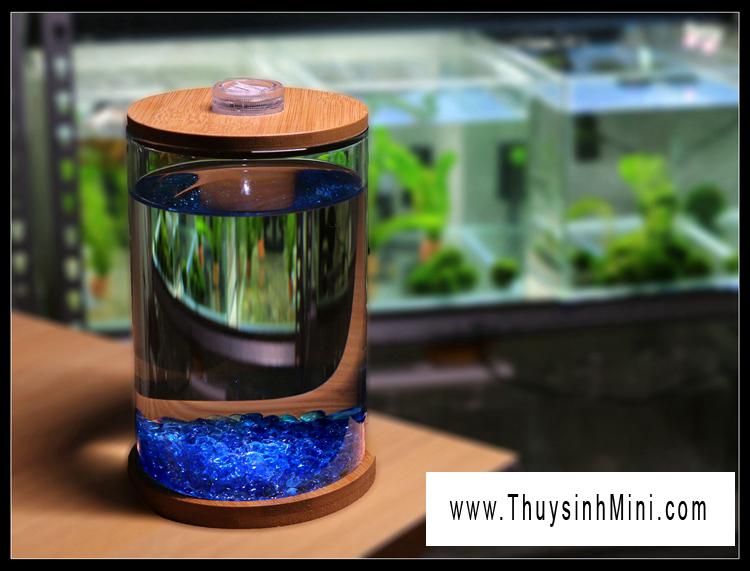 Bể cá chọi Betta-01