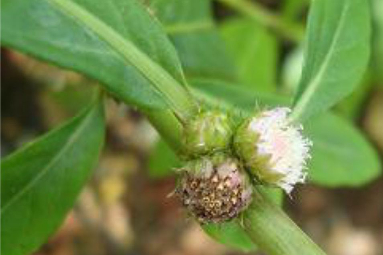 Cây cỏ lá sài ( cỏ thuoc hàn) phơi khô 1 ký