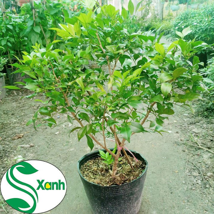 Cây nguyệt quế hoa thơm lừng