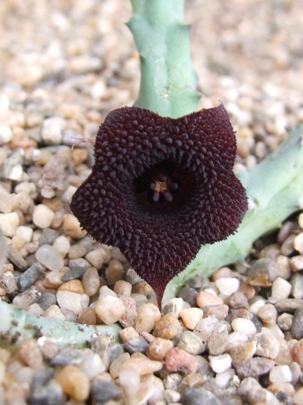 Xương rồng sao biển hoa đỏ (Huernia Pendurata)