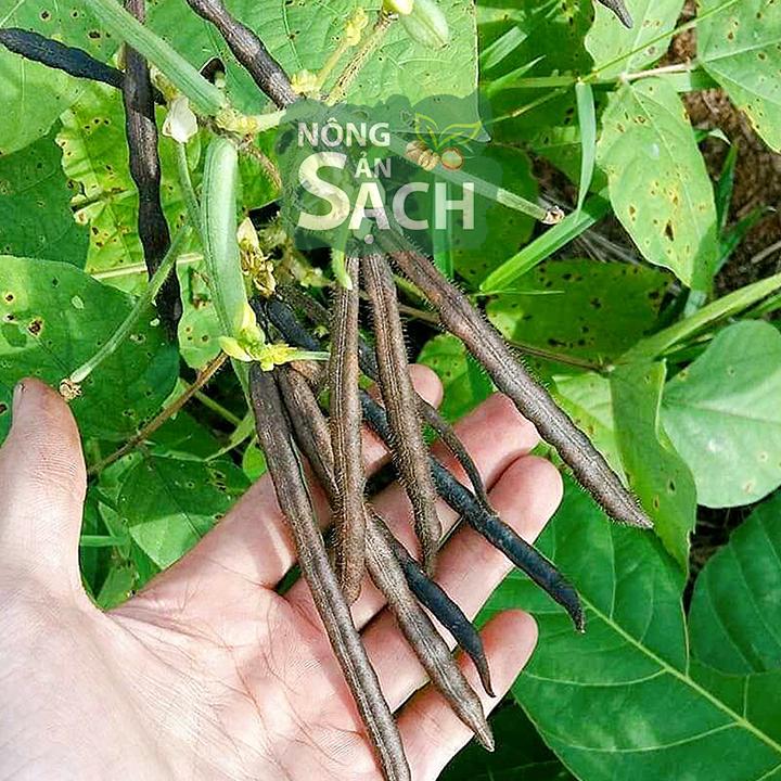 1kg Đậu Đen Xanh Lòng Giống Thuần Chủng