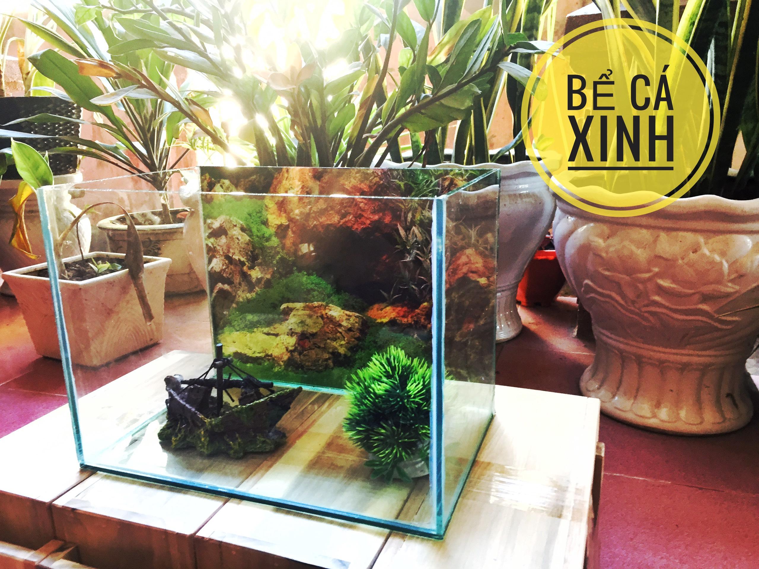 Bể cá để bàn 30x20x20cm có tranh nền xanh mát ( tặng cây và thức ăn cá)