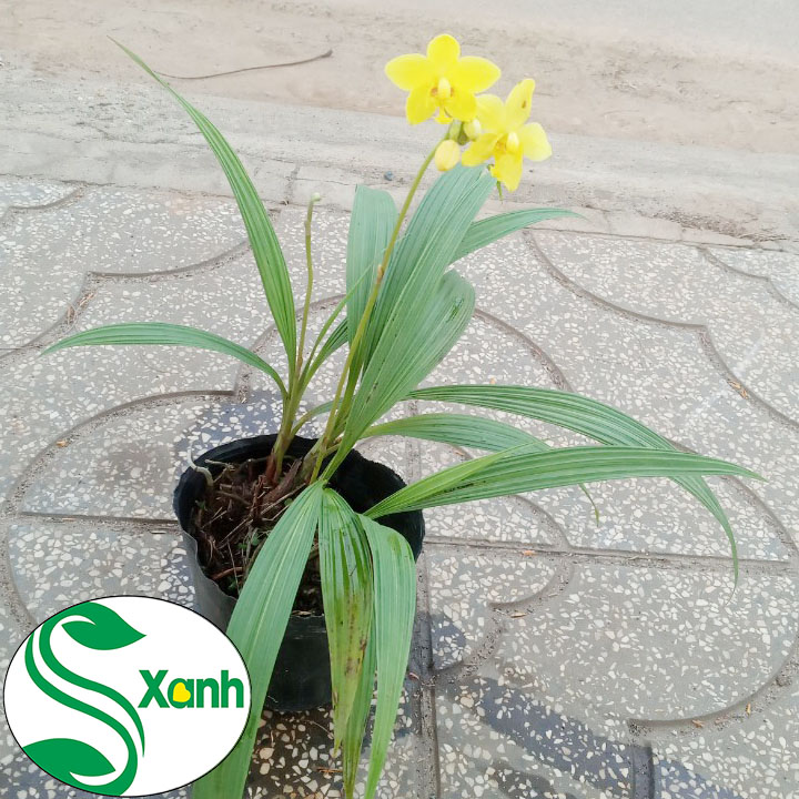 Địa Lan Vàng - Tím Cây Khỏe, Sai Bông