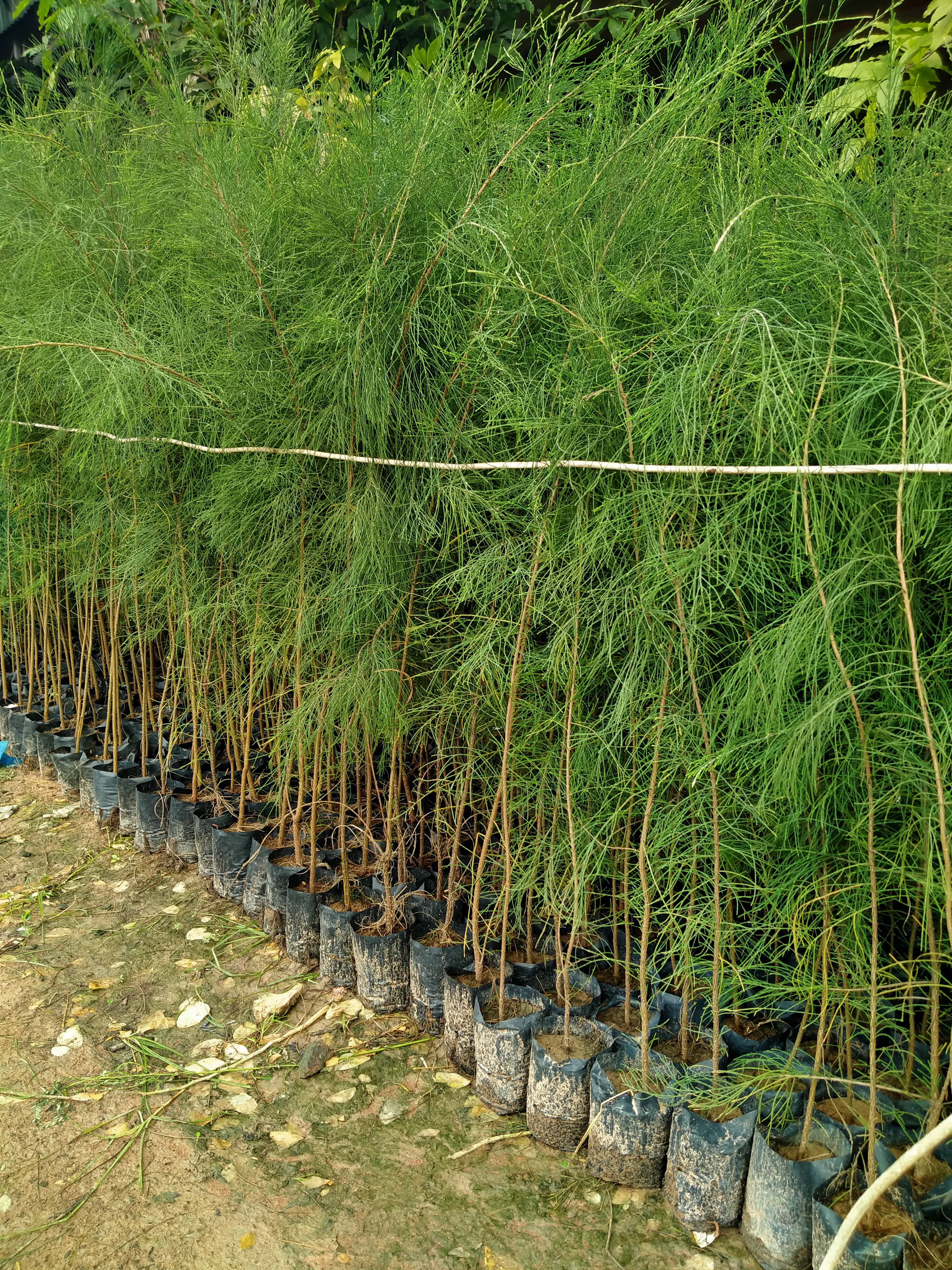6 Cây phi lao