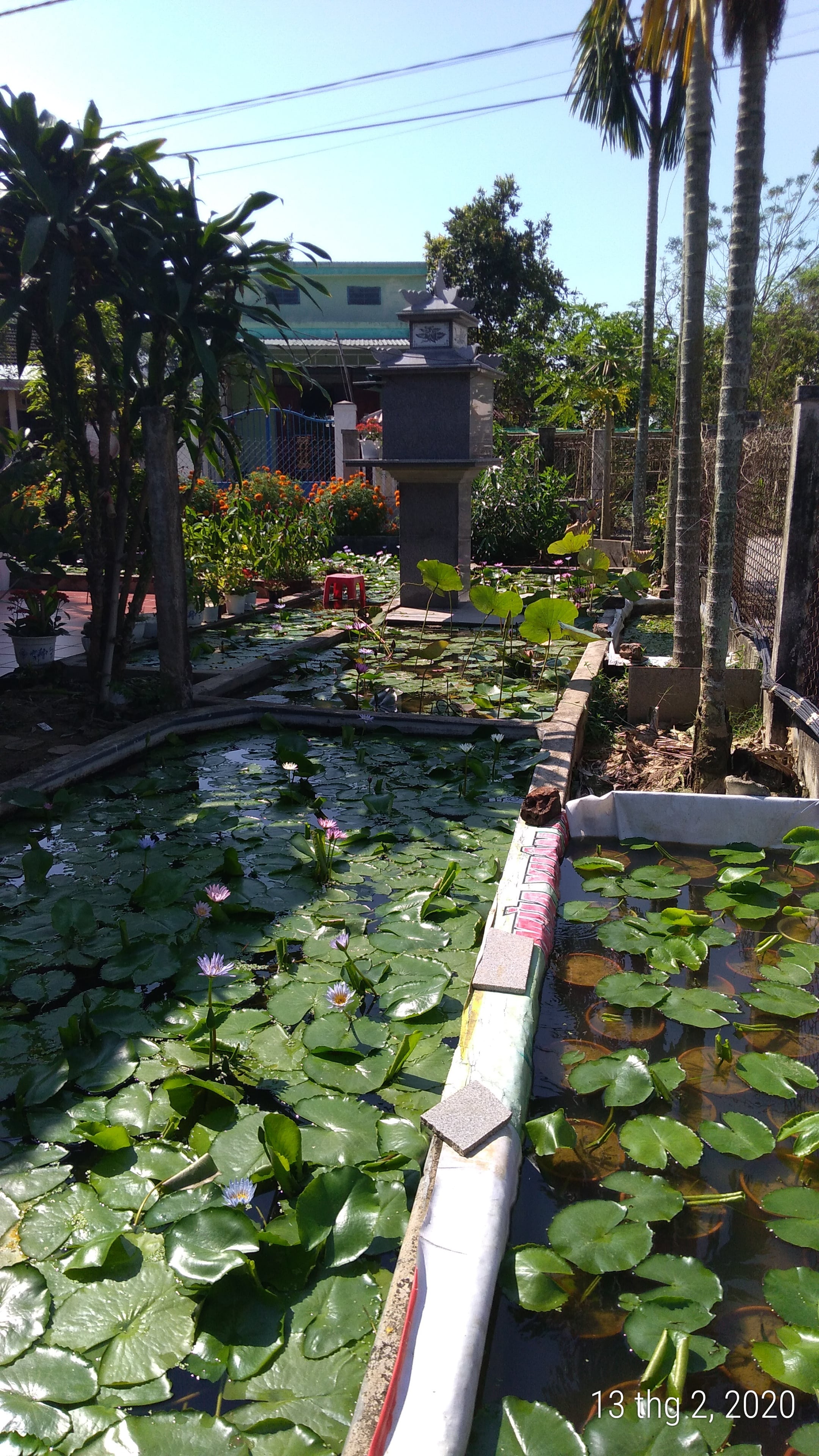 Cây hoa súng Thái Lan màu tím huế đã có hoa và nụ