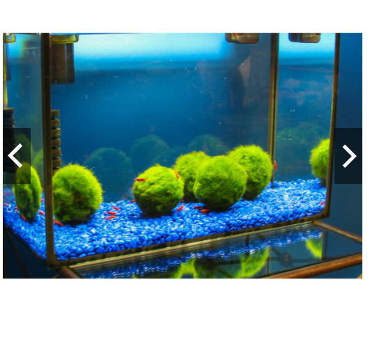 [HCM]Marimo tảo thủy sinh Nhật bản