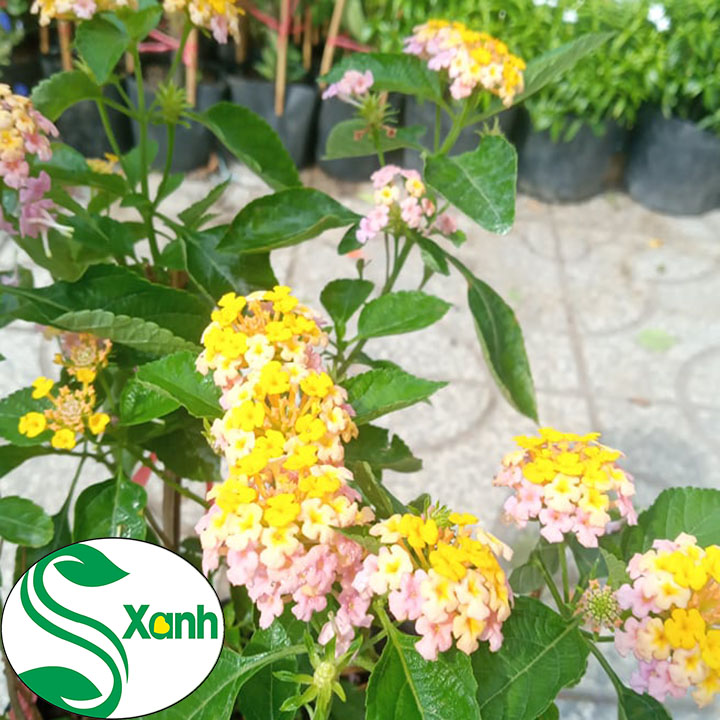 Cây hoa Trâm ổi, hoa ngũ sắc