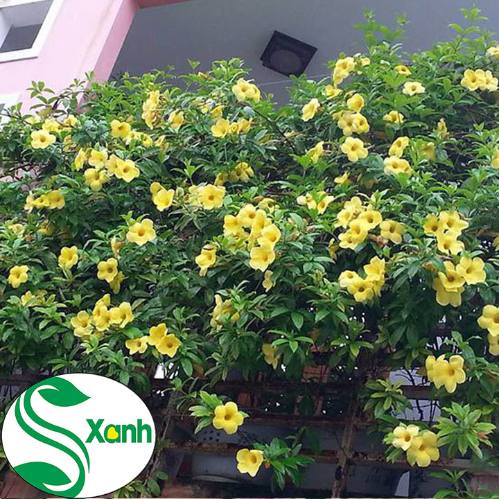 Cây Leo Huỳnh Đệ Vàng, Cây leo dài 1 mét