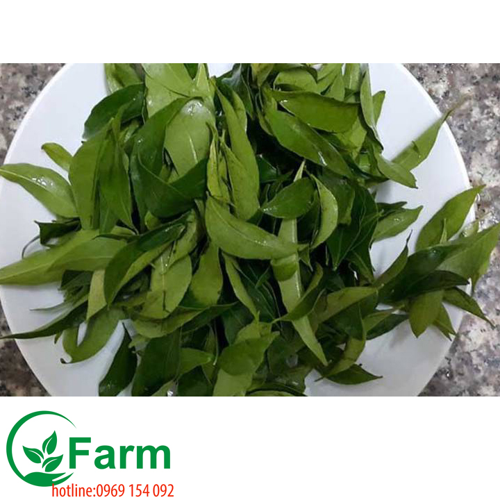 cây móc mật