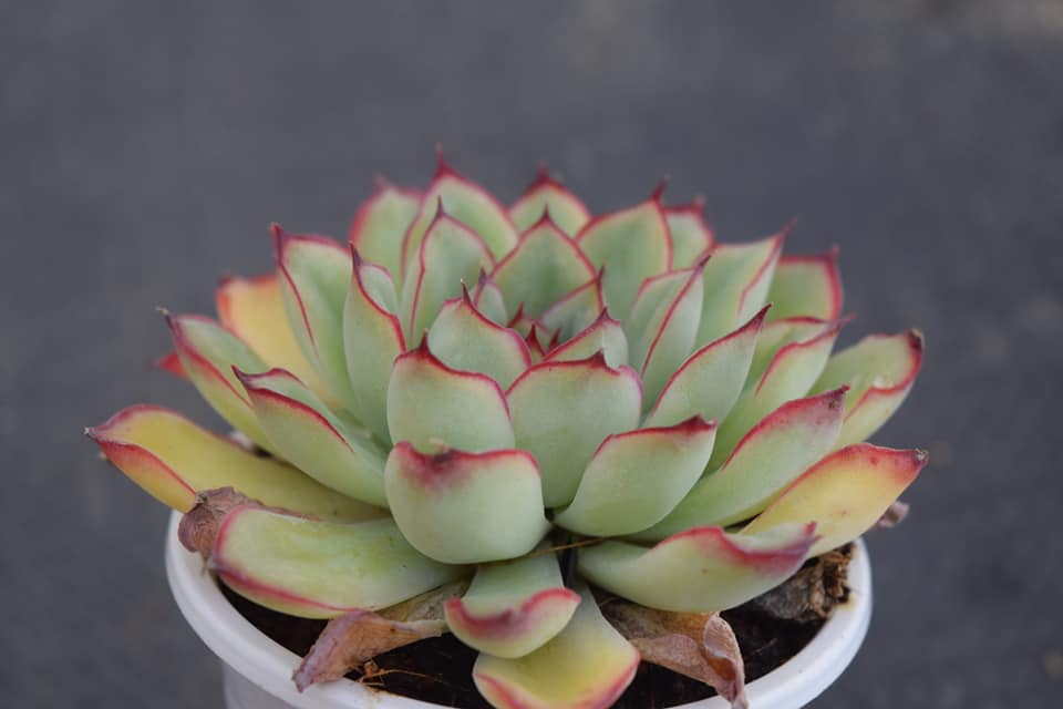 sen đá viền đỏ 4- 6cm