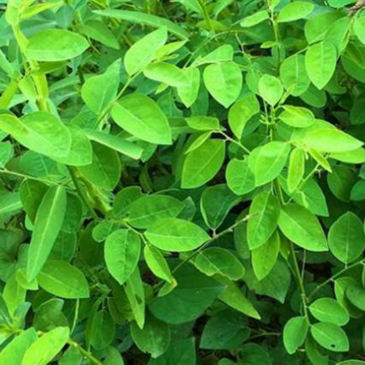 Hạt giống Rau Bồ Ngót Siêu Ngọn gói 1gr~40 hạt- Rau Bồ Ngót trồng quanh năm, sinh trưởng khỏe, dễ trồng, Năng suất cao