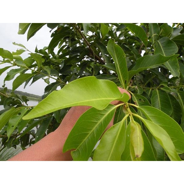 Lá Vối khô (1kg)