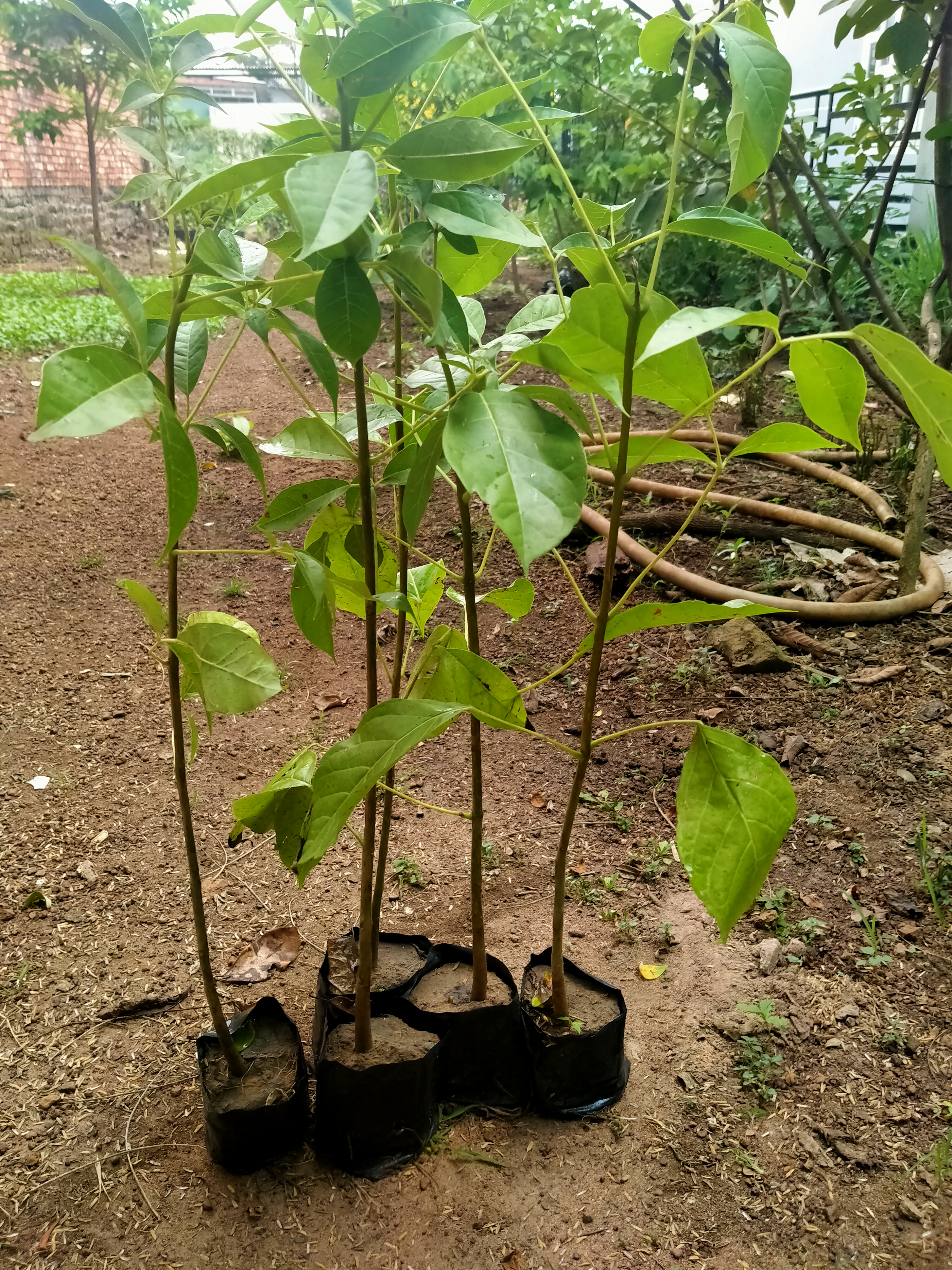 2 cây kèn hồng cao 50cm