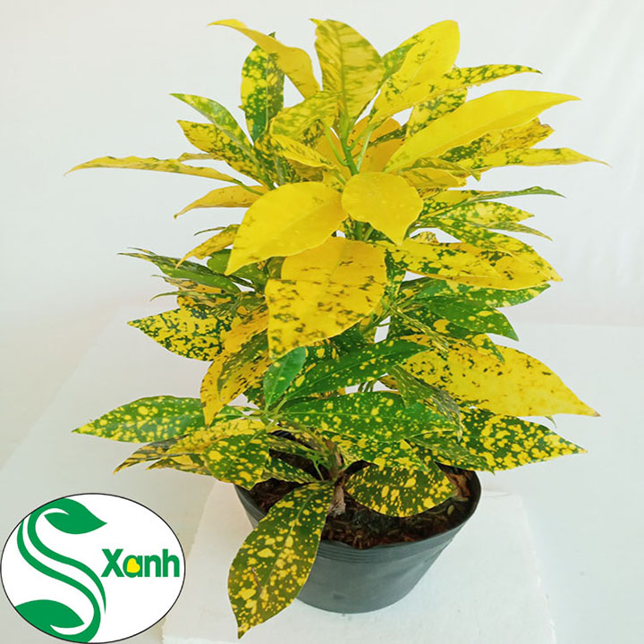 Cây Cảnh Lá Màu Vàng Bạc