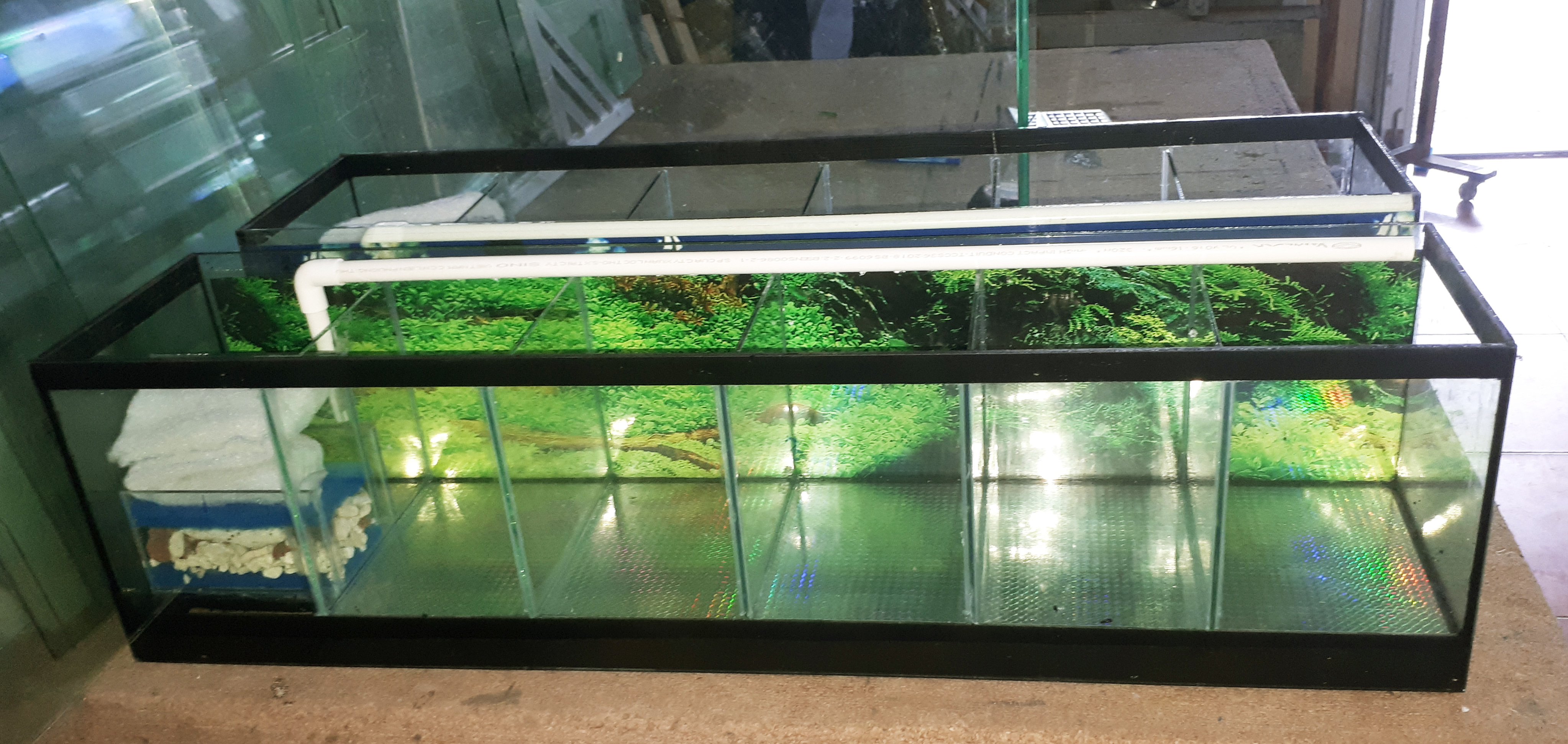 Bể cá Betta 6 ngăn ( 1 ngăn lọc vách ), kính 5 ly, bả keo đen