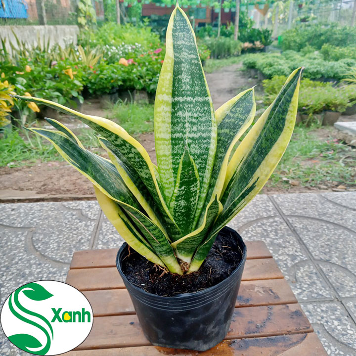 Cây Lưỡi Hổ Lọc Không Khí Rất Tốt