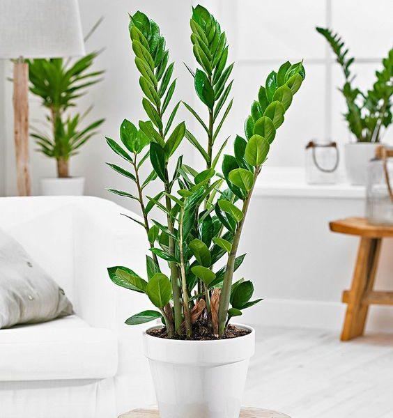 Cây Kim Tiền PHONG THUỶ -CÂY MINI ĐỂ BÀN