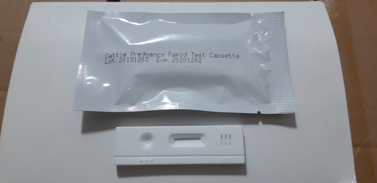 [HCM]Que thử thai cho bò