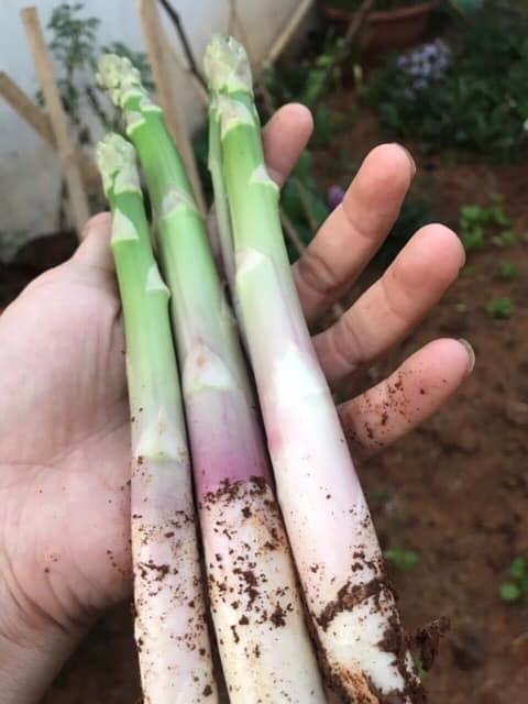 combo 10 cây giống măng tây