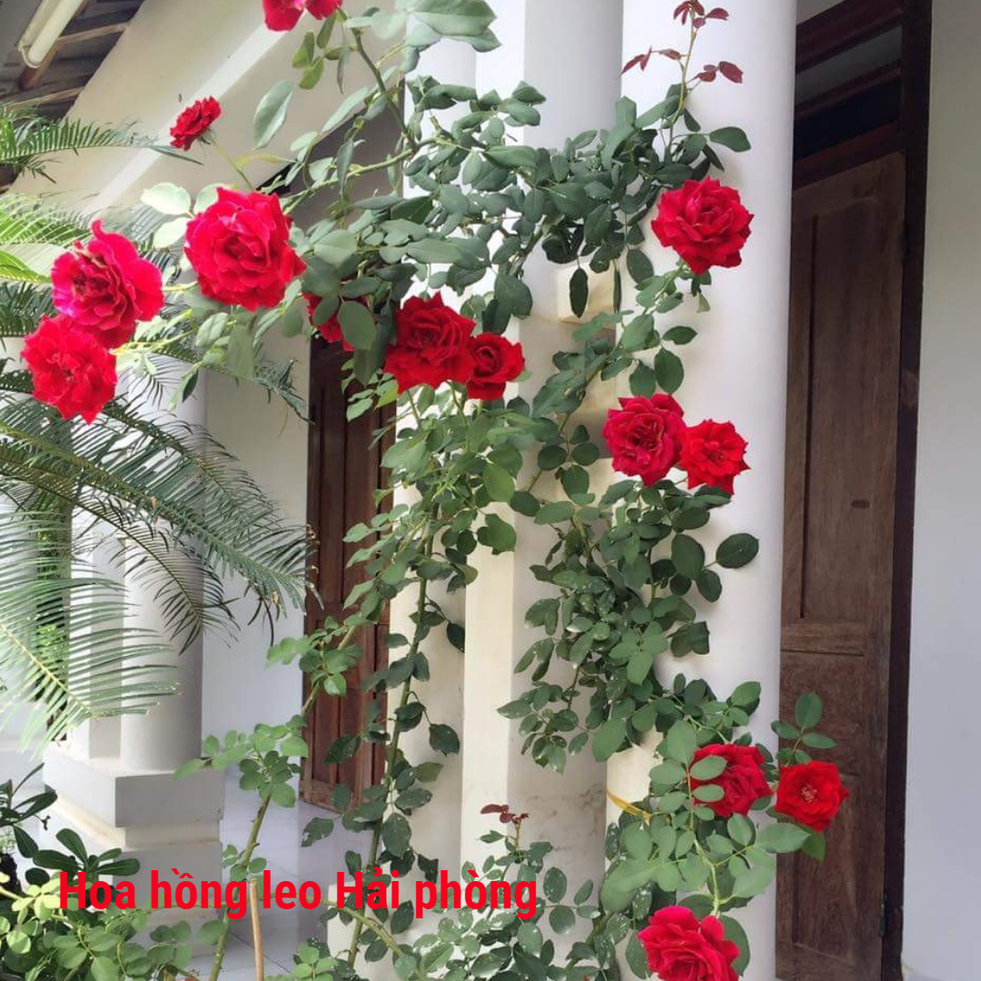 Hoa hồng leo hải phòng