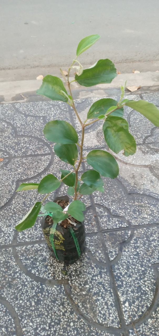 Cây Táo giống Thái Lan HR2