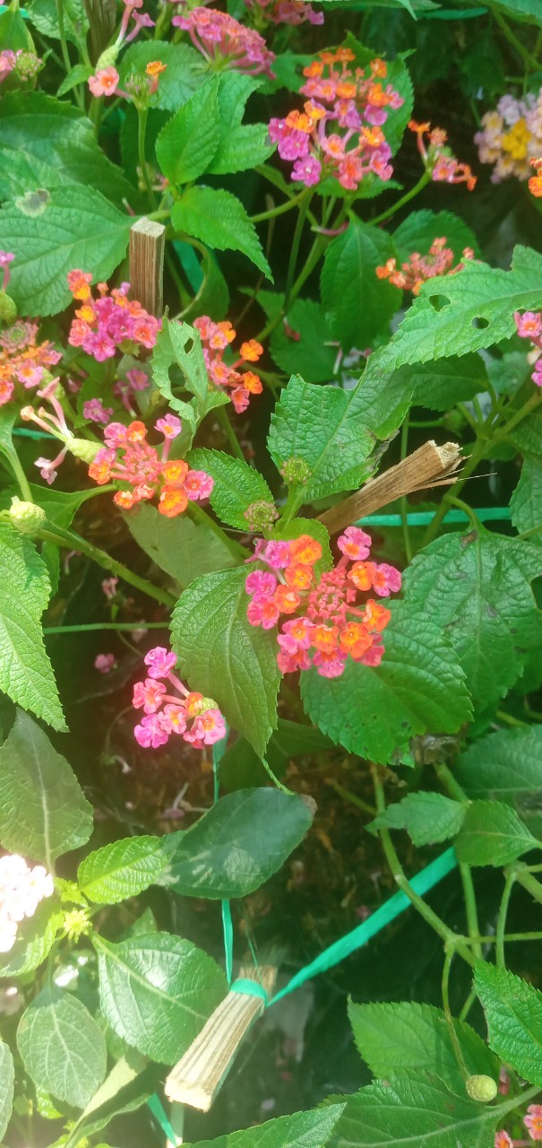 Cây hoa Trâm ổi, hoa ngũ sắc