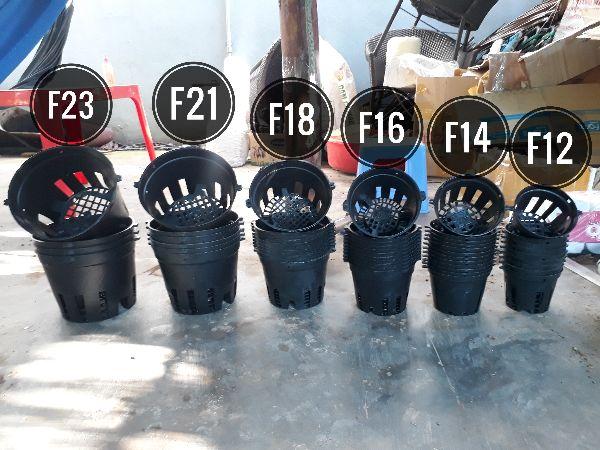 50 chậu trồng lan F12