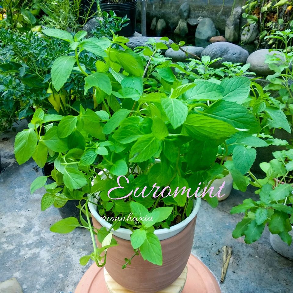 Bạc hà âu Euromint size nhỏ
