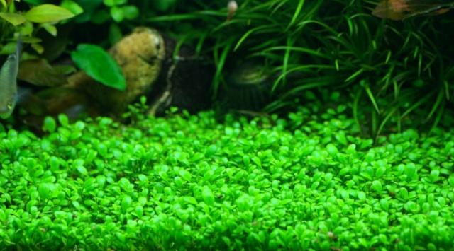 Hạt giống thủy sinh - trân châu nhật lá nhỏ (gói vừa phủ 30x30cm)