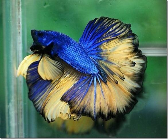 Bể cá chọi Betta box( tặng thức ăn cá)