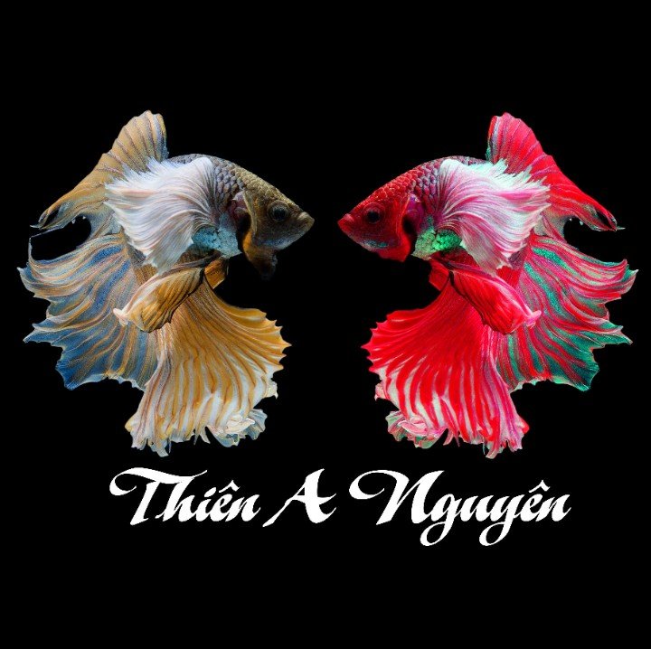 Tranh dán hồ cá TAN 0016 (kích thước 1.8x0.4m)