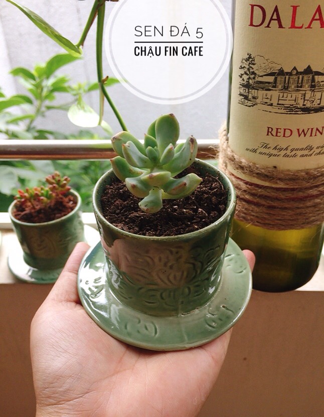 Sen đá kèm chậu xinh xắn