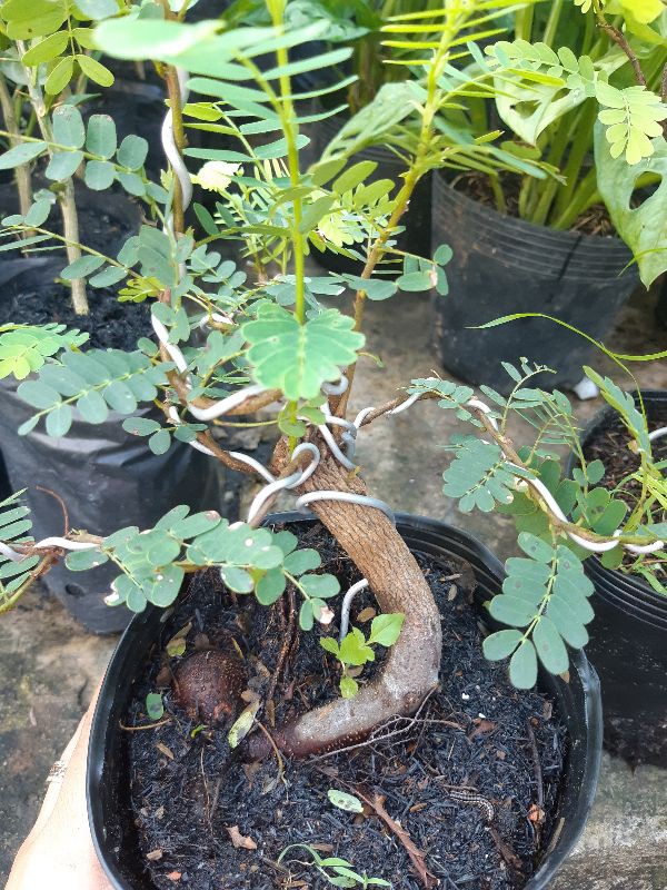 cây me bonsai