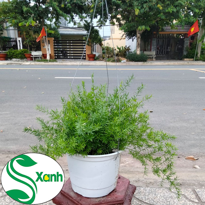 Cây Thiên Môn Đông Chậu Treo - Cây Thiên Môn Đông - Cây Chịu Nắng