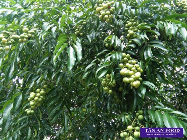 1Kg Quả Mắc Mật Khô Lạng Sơn - Móc Mật (Gia vị Tây Bắc)