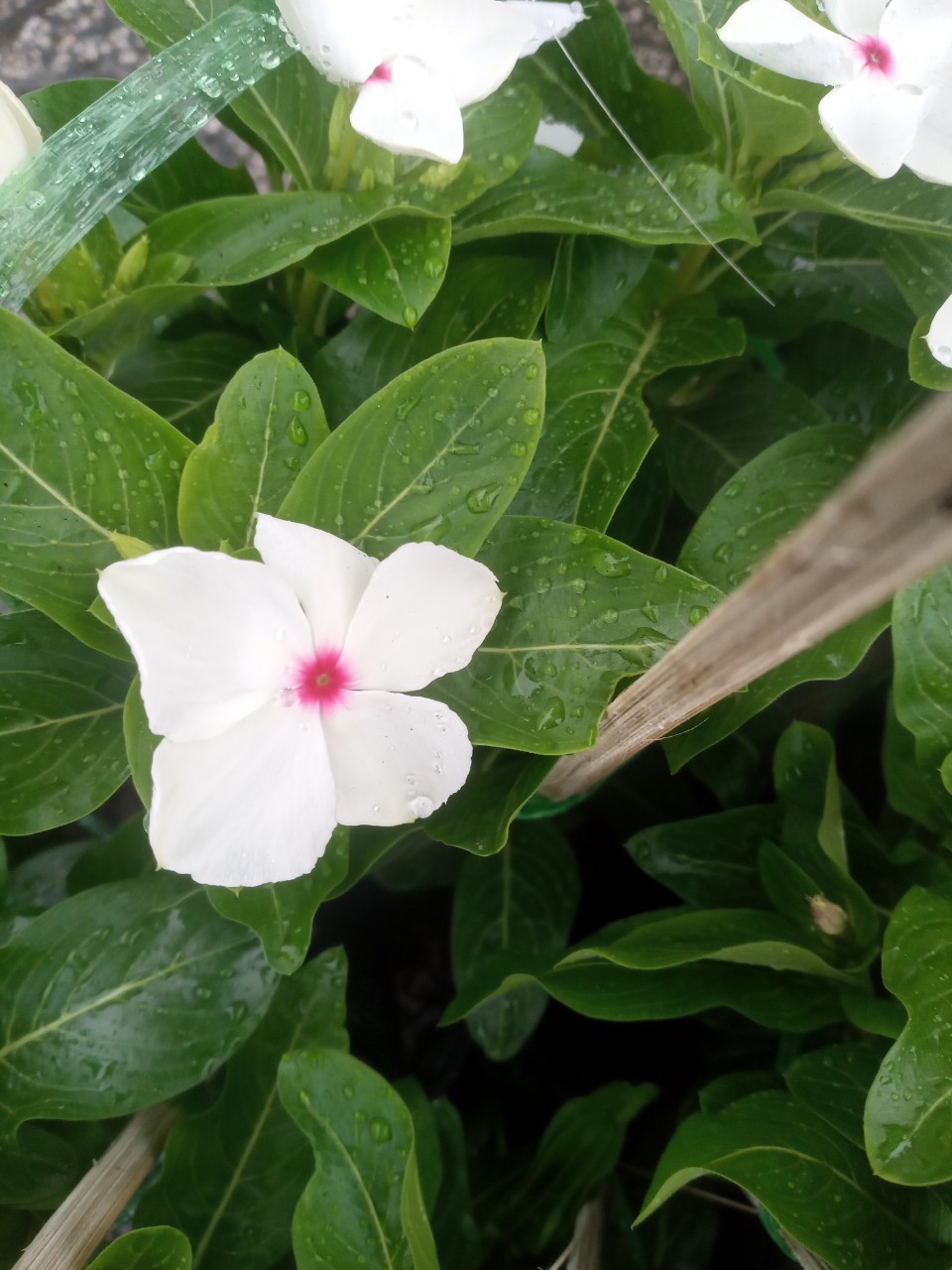 Hoa Dừa Siêu Bông