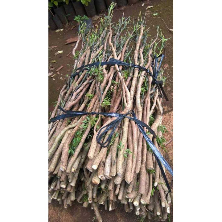 Cành Đinh Lăng Nếp Bắc ( 5 cành)