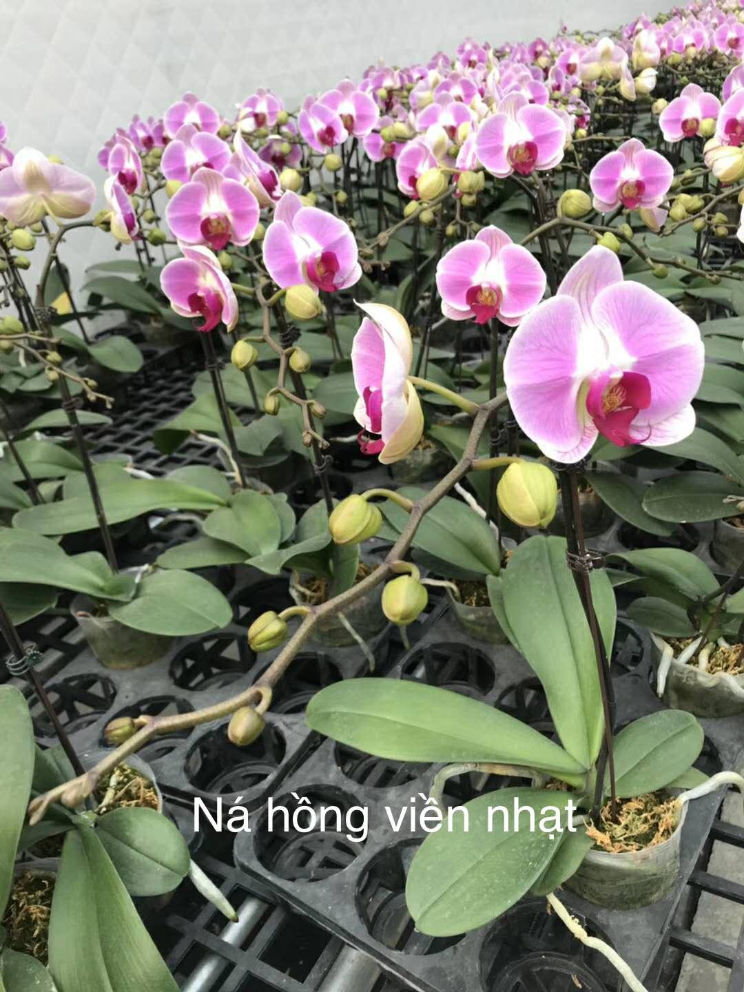 combo 3 cây 2 ngồng hoa, hoa tết 2020