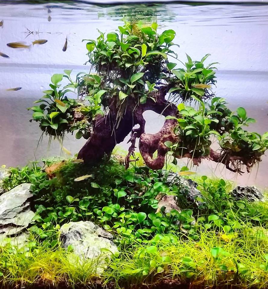 1 Chậu ráy Nana lá nhỏ