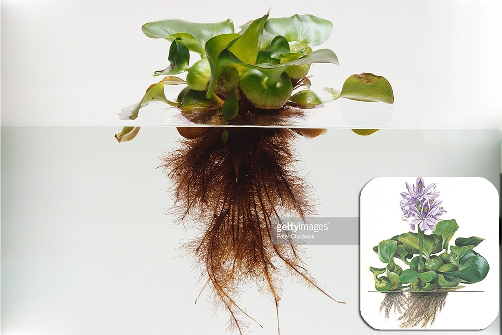 Bèo lục bình - Cây thủy sinh (1 bó 2 cây cao hoặc 3 cây lùn)