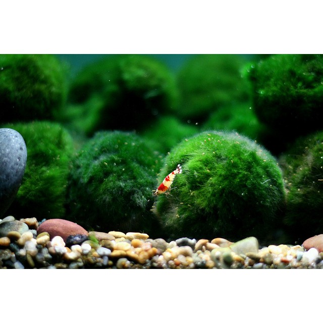 Marimo Tảo thủy sinh may mắn Nhật Bản