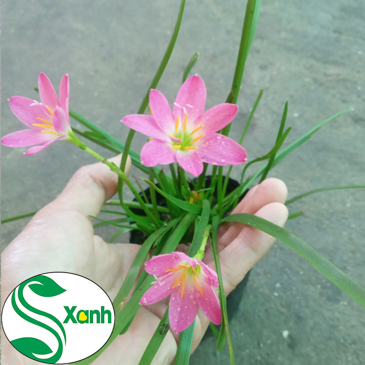 Chậu cây giống hoa huệ mưa