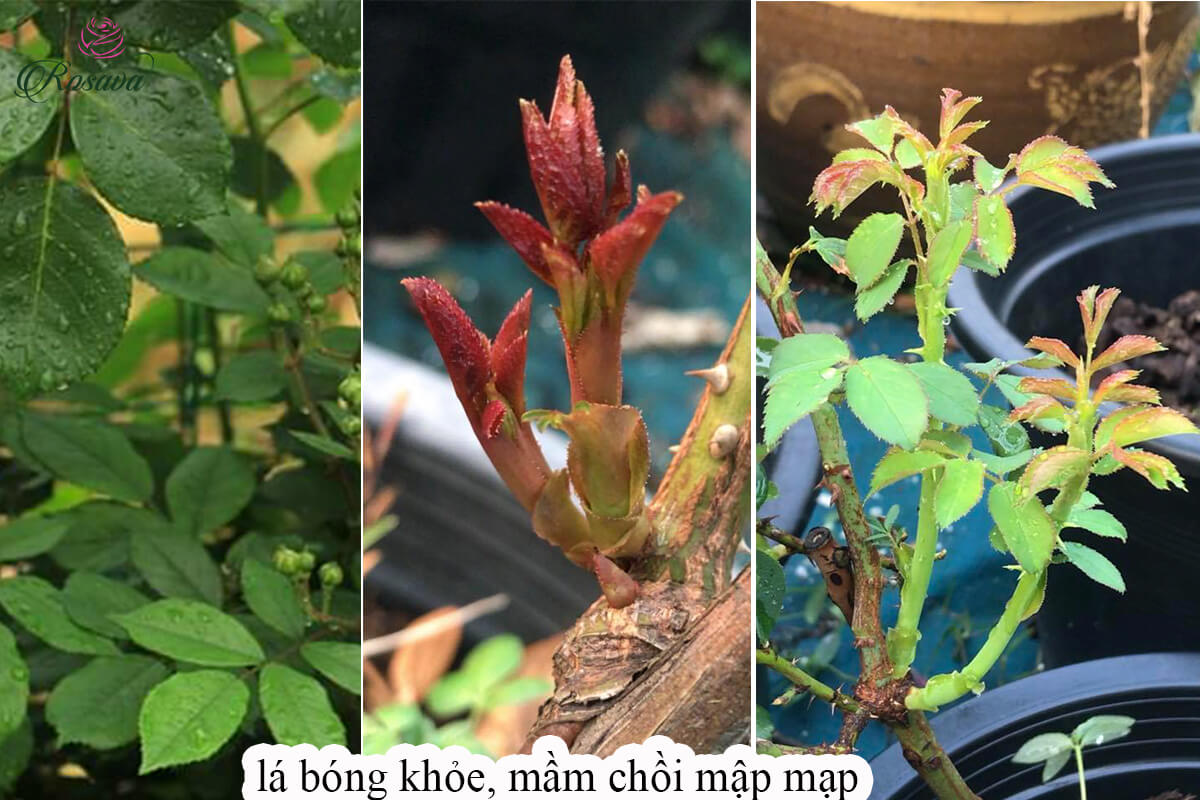 BÁNH DẦU NEEM- PHÂN BÓN HỮU CƠ