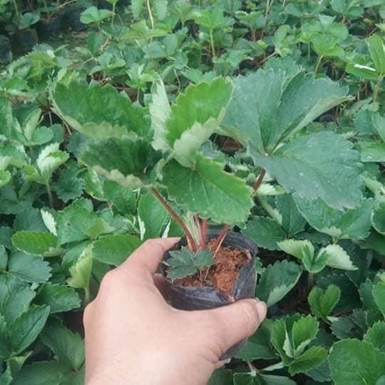 Combo 4 DÂU TÂY BẠCH TUYẾT ( tặng phân bón )