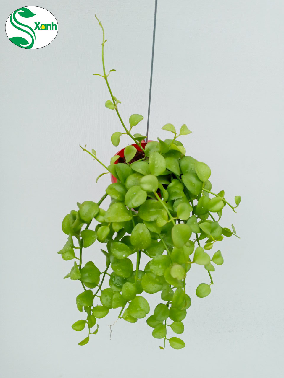 Lan Đô La Ốc Nhựa Đỏ