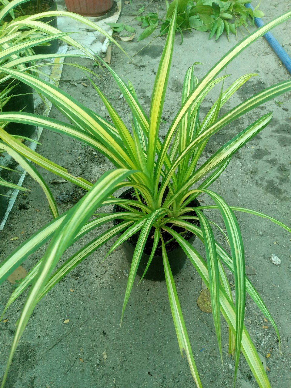 Cây Dứa Vàng, Cây Cảnh Sân Vườn