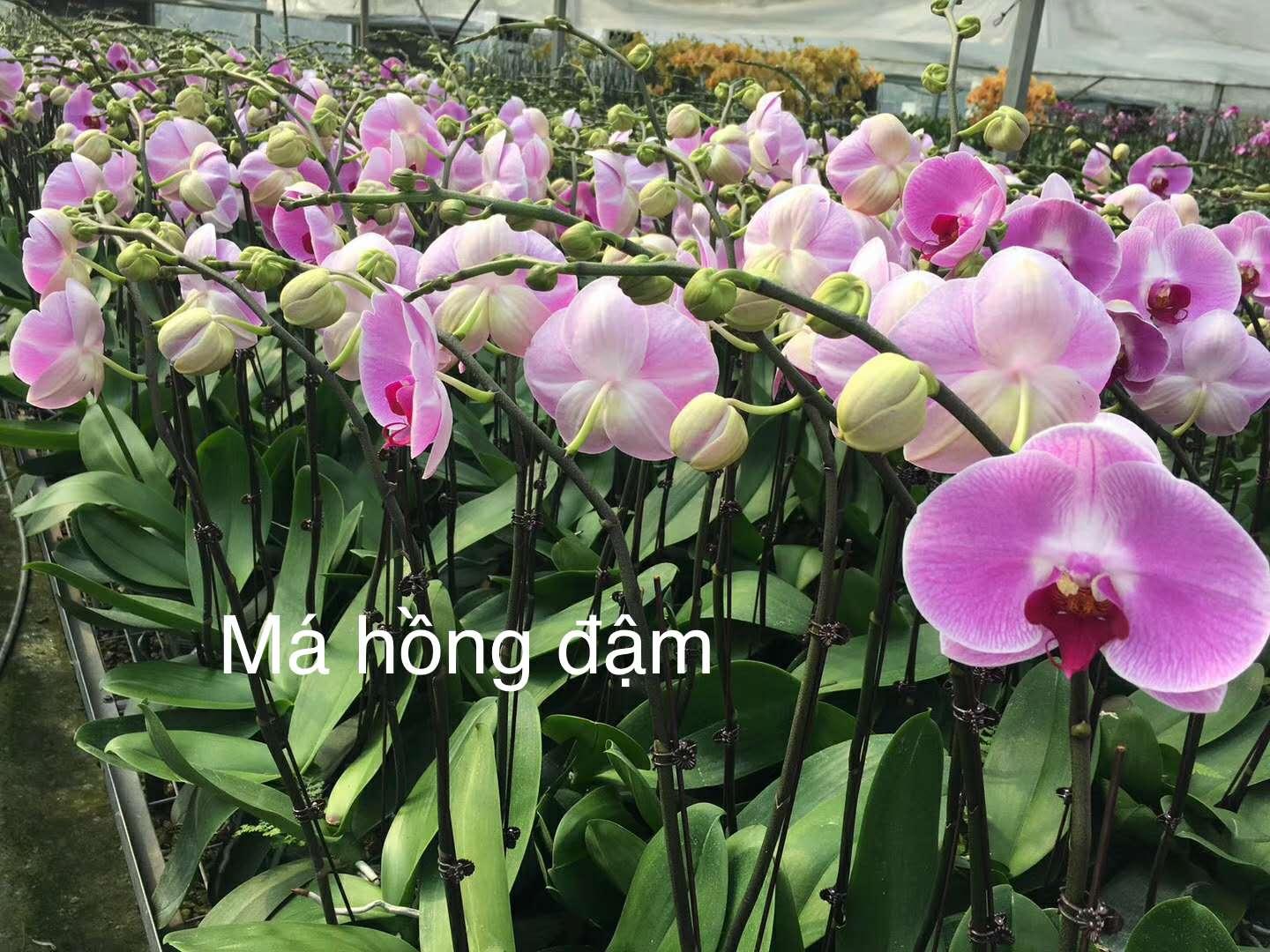 combo 3 cây 2 ngồng hoa, hoa tết 2020