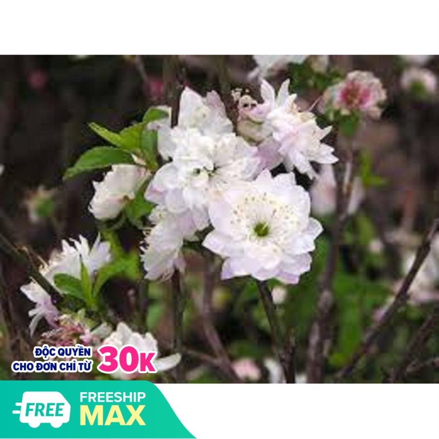 Com bo 2 Bầu cây giống nhất chi mai màu hoa thanh khiết mang lại may mắn cho gia chủ giống chuẩn giá tốt